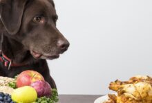 غذاهای مضر برای سگ