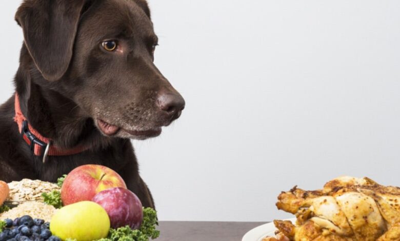 غذاهای مضر برای سگ