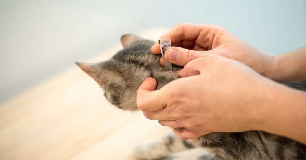 انواع روش های درمان کک و کنه در گربه ها