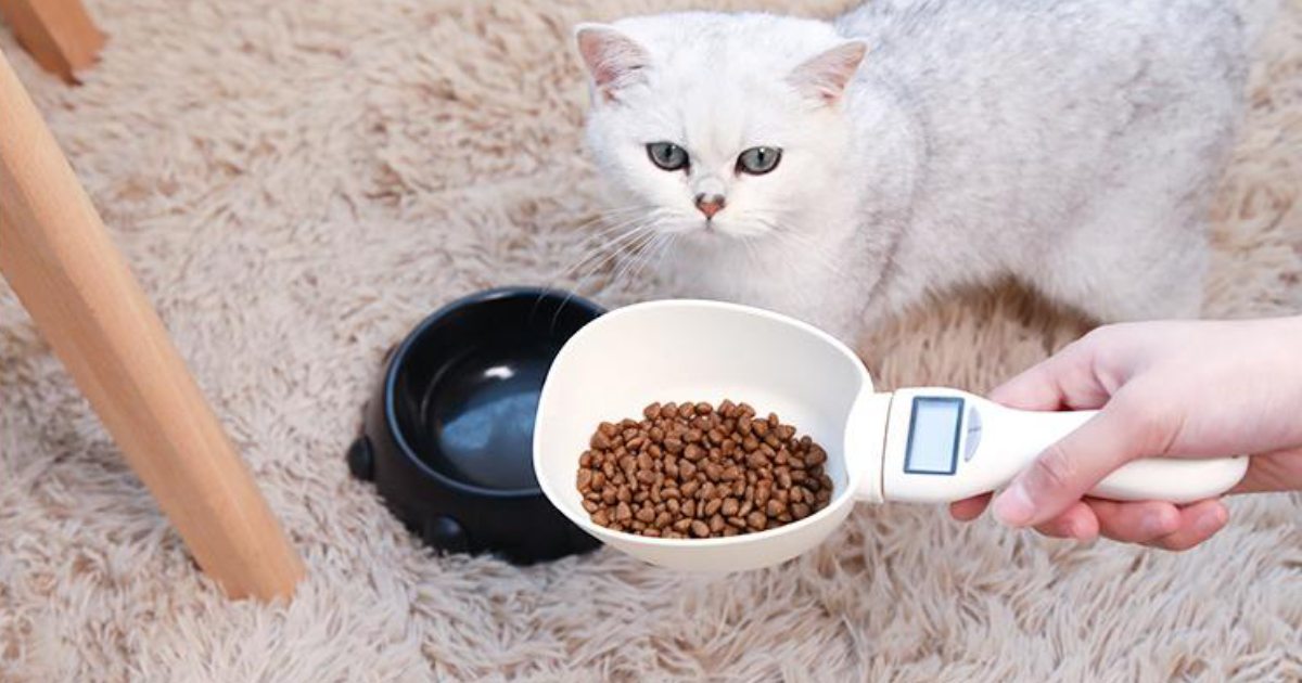 جدول میزان غذایی گربه