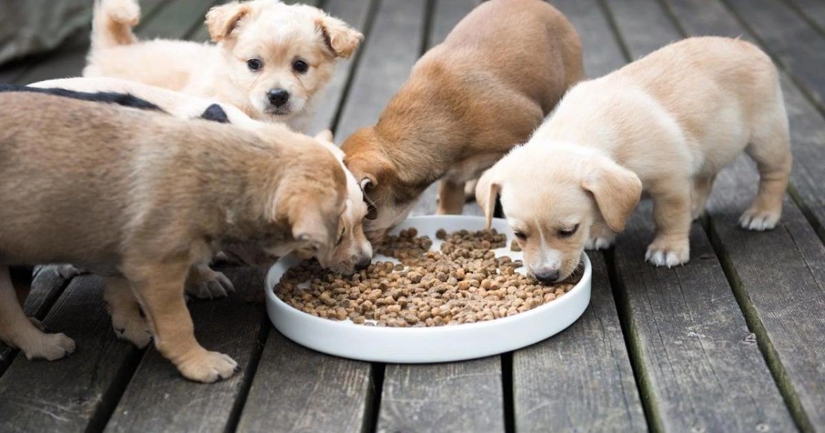 غذاهای مفید برای توله سگ ها