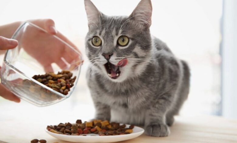 غذاهای مفید برای گربه