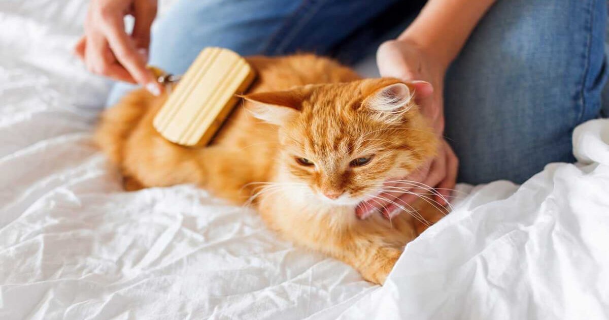 درمان خانگی کک در گربه