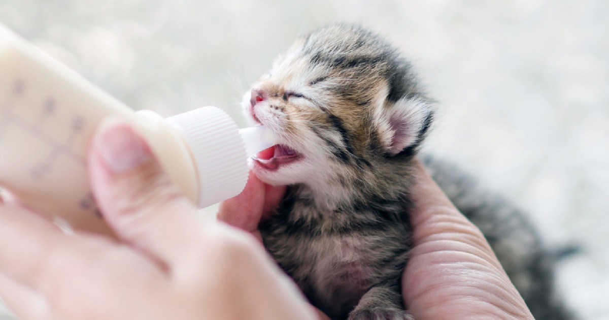 غذای بچه گربه تازه متولد شده