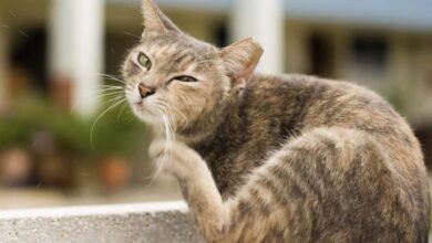 علائم کک و کنه در گربه ها چیست