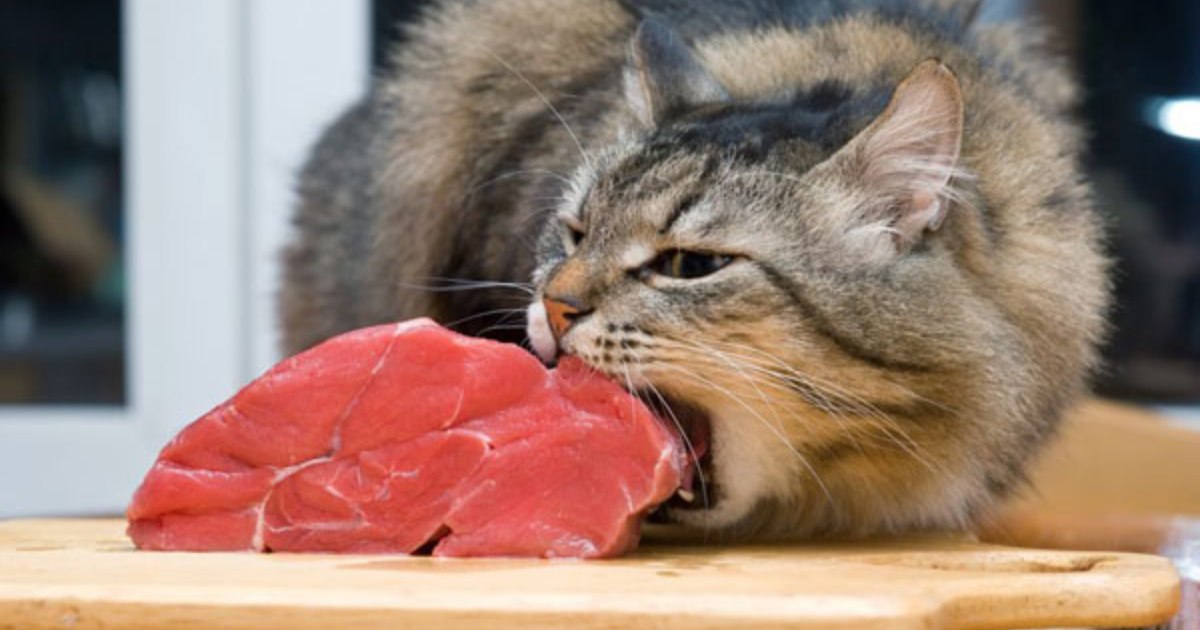 ضرر گوشت خام برای گربه