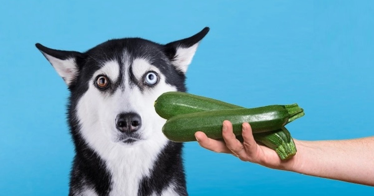 سبزیجات مناسب سگ در تابستان