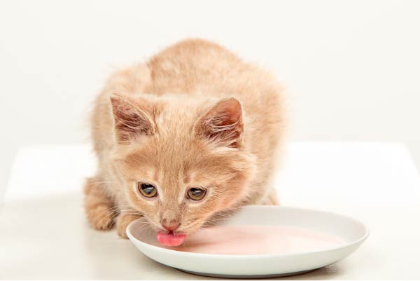غذای مرطوب بچه گربه