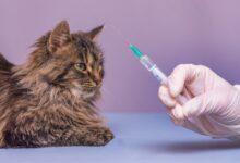 صفر تا صد واکسیناسیون گربه‌ها