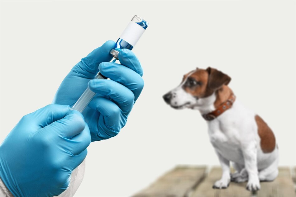 واکسیناسیون سگ
