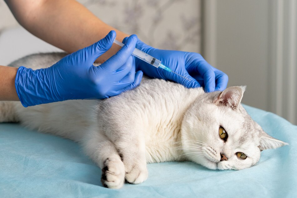 مراقبت‌های بعد از واکسن گربه