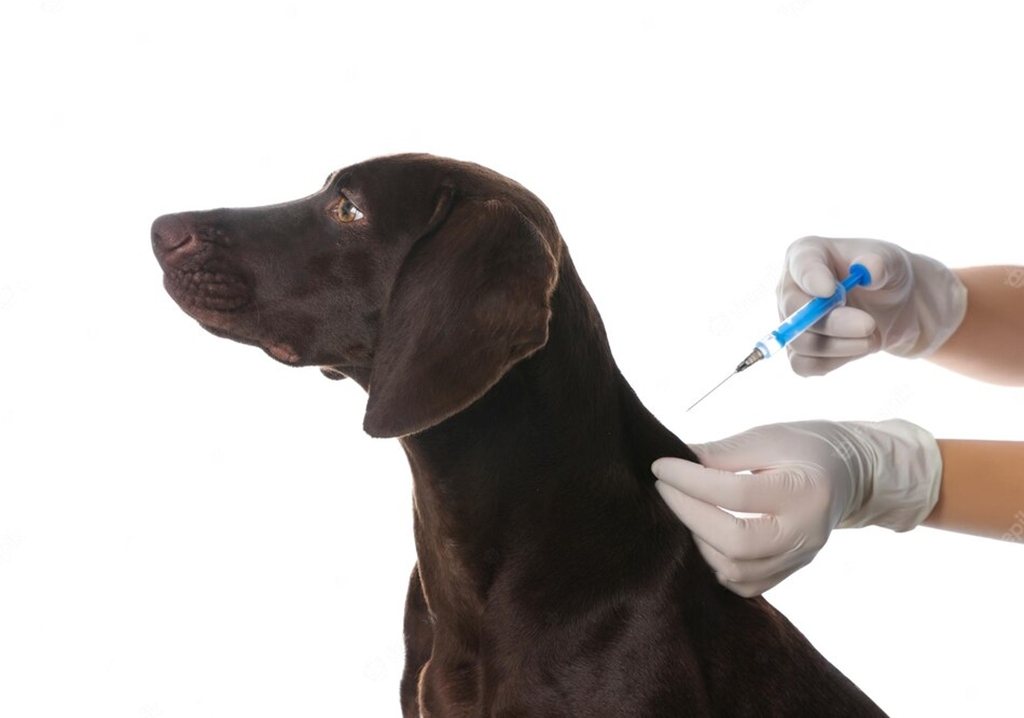 واکسن سگ