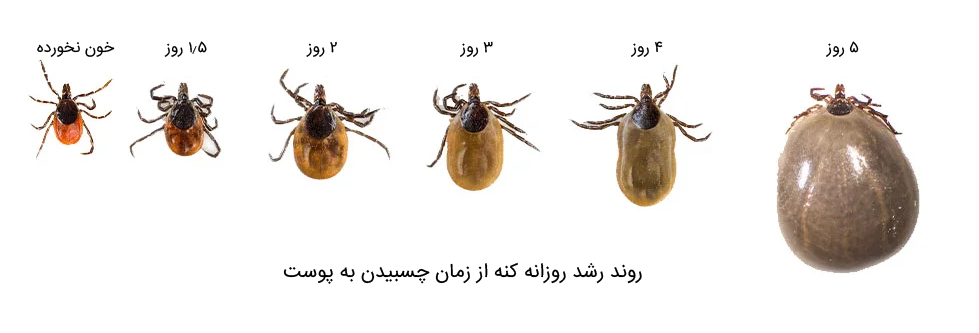 کنه در گربه